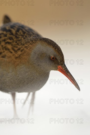 Water rail (Rallus aquaticus) in frosty, harsh winter, resident bird, not migratory, foraging in