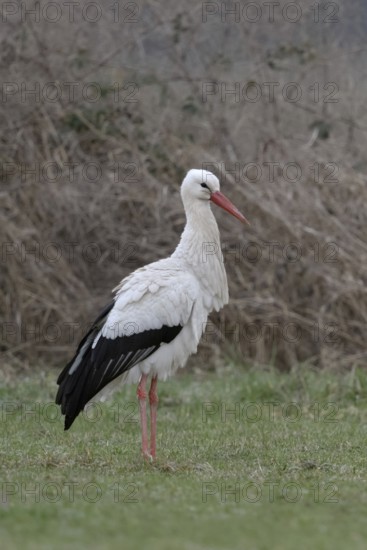 White stork (Ciconia ciconia) in January, in winter, hibernation, hibernates in Germany, has given