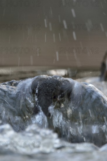 Against the current... White-throated Dipper (Cinclus cinclus) during a dive to search for food in