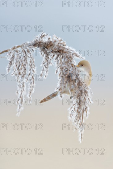 Bearded Tit (Panurus biarmicus) in winter, female, sitting on reed frond, in reed grass, picking