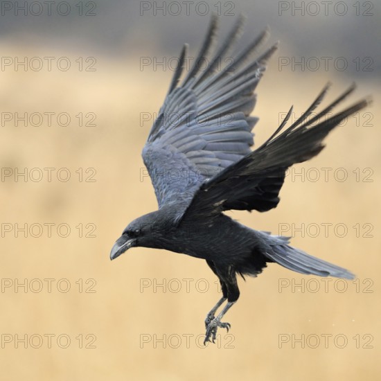 In flight... Raven (Corvus corax), the largest native corvid in the air with open wings, preparing