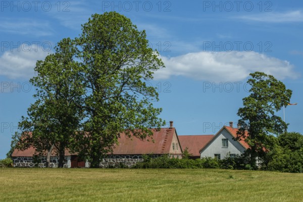 Older farmhouse with tall trees in Ã–sterlen, Simrishamn municipality, SkÃ¥ne county, Sweden,