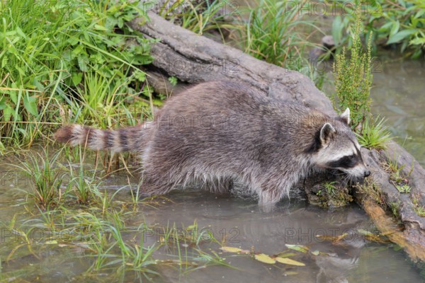 An adult raccoon (Procyon lotor) searches for food in the shallow water of a stream surrounded by