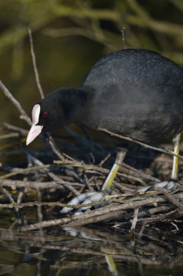 Nest building... Eurasian Coot rail (Fulica atra), coot builds, occupies nest under a bush at the