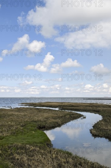 Salt marshes on the North Sea, North Sea coast, dyke foreland between Duhnen, Sahlenburg and