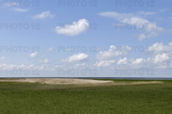 Salt marshes on the North Sea, North Sea coast, dyke foreland between Duhnen, Sahlenburg and