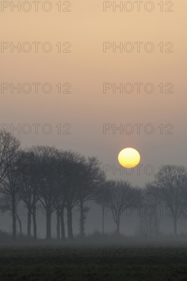 Morning atmosphere... Idyll on the Lower Rhine early in the morning, sunrise over an avenue of