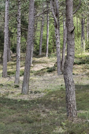 Dune pine forest... Wernerwald (Cuxhaven-Duhnen), black pines (Pinus nigra), typical forest form on