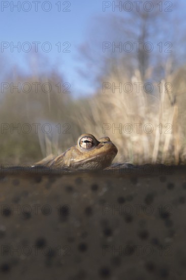 Spawning time... Common toad (Bufo bufo) in water, pond, sitting in a pond in early spring on