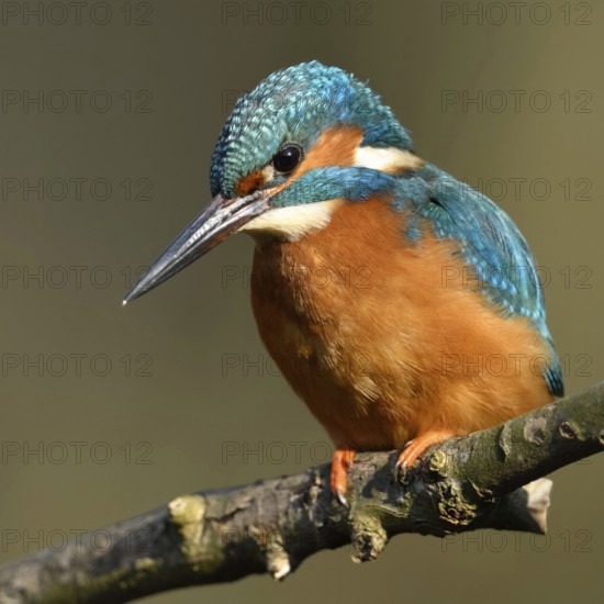 Hunting from a perch... Kingfisher (Alcedo atthis) hunting small fish, perched on a branch above