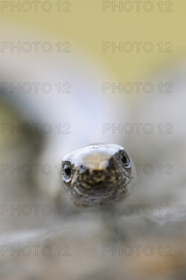 Lizard eyes... Slow worm (Anguis fragilis), frontal close-up, head portrait, direct eye contact,