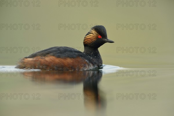 Early morning at the lake... Black-necked Grebe (Podiceps nigricollis) in its breeding plumage,