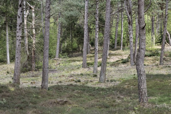 Dune pine forest... Wernerwald (Cuxhaven-Duhnen), black pines (Pinus nigra), typical forest form on