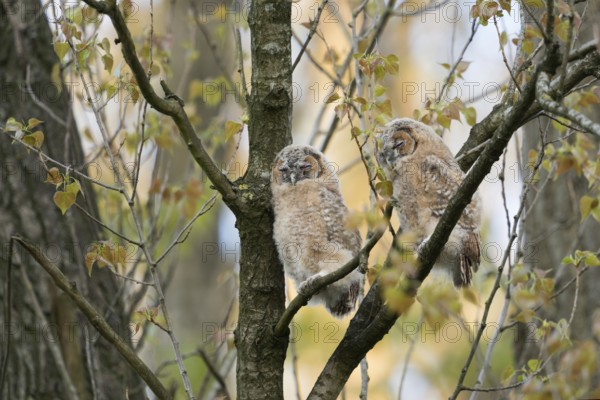 In the quarry forest... tawny owl (Strix aluco), young owls, owls, tawny owls, just fledged, still