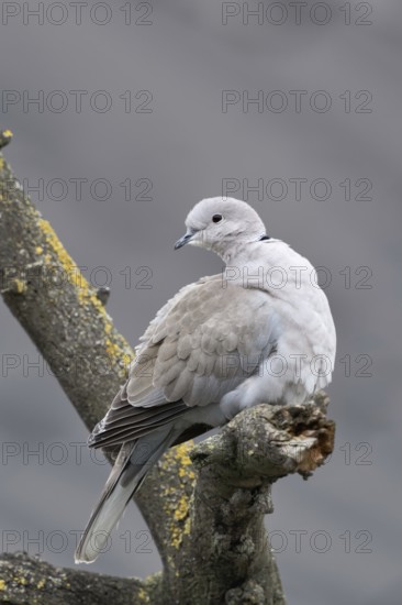 Native wild pigeon... Eurasian collared dove (Streptopelia decaocto), wild pigeon sitting in a