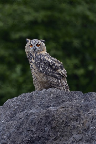 Young, nocturnal and crepuscular owl... European Eagle Owl (Bubo bubo), fledged, almost adult young