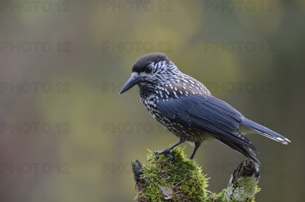 The nutcracker... Nutcracker (Nucifraga caryocatactes) perches in typical raven manner on a rotten