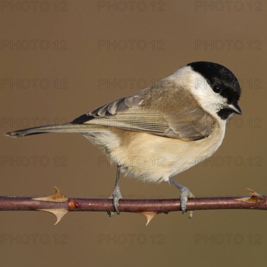 Resident bird... Marsh tit (Poecile palustris), relatively inconspicuous but pretty little tit,