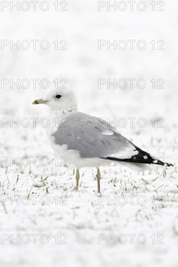 Mew Gull (Larus canus) in winter inland, sitting, resting on snow-covered farmland, white bird on