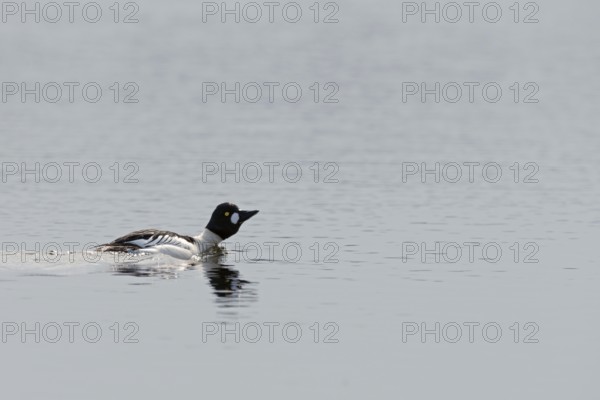 In courtship display... Common goldeneye (Bucephala clangula) drake in breeding plumage, mating,