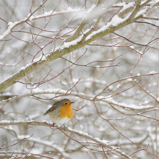 Robin (Erithacus rubecula) in winter, snow, sits thickly fluffed up up in snow-covered bushes, in