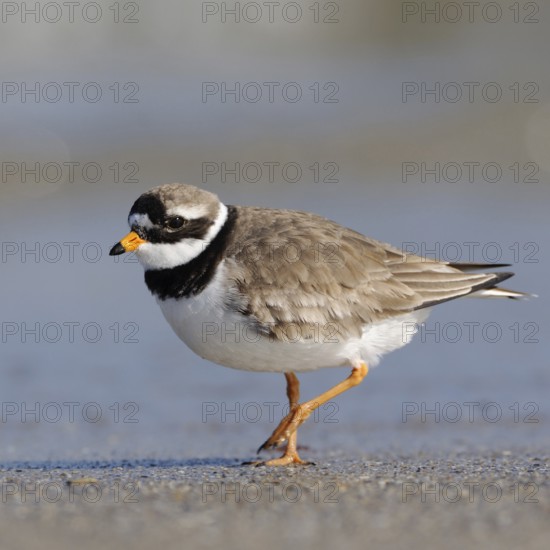 Little Ringed Plover (Charadrius hiaticula) walking on the beach, in the Wadden Sea along the tide