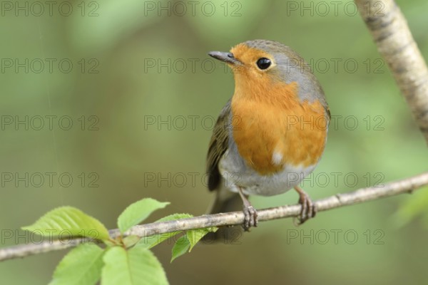 Handsome little chap... Robin (Erithacus rubecula) sits in spring in the nearby bushes, in a tree