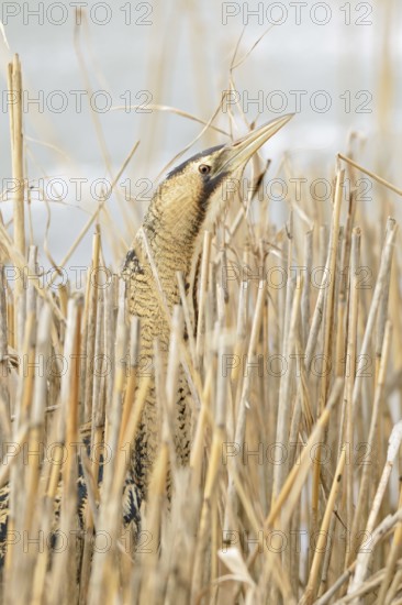 A quick look... Bittern (Botaurus stellaris) in winter, head portrait, cropped view, lives hidden