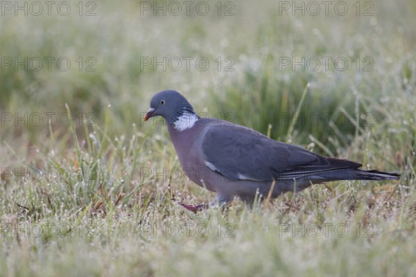 On a dewy meadow... Wood pigeon (Columba palumbus), wild pigeon running on the ground early in the