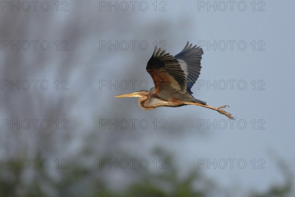 Rare observation... Pupur heron (Ardea purpurea) in flight in front of a beautifully structured