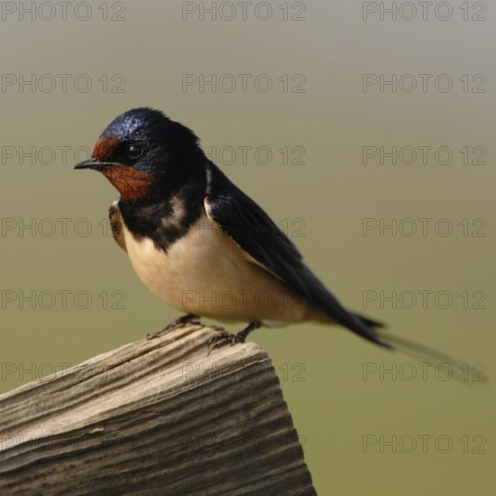 Migratory birds... Barn Swallow (Hirundo rustica), Swallow, native migratory bird sits on a wooden