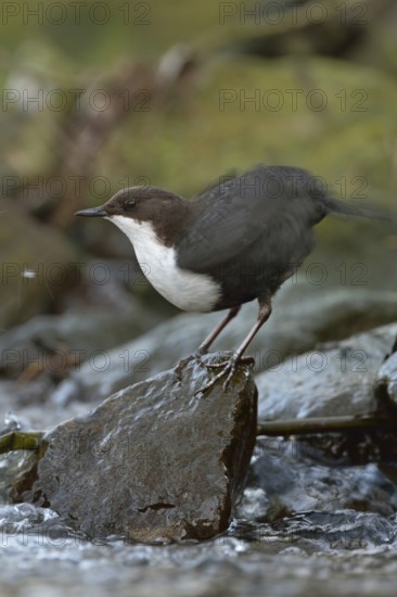 Feather care... White-throated Dipper (Cinclus cinclus) standing on a stone on the bank at the edge