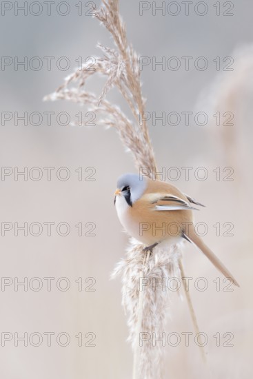 In winter... Bearded Tit (Panurus biarmicus), adult male in splendid plumage, summer plumage,