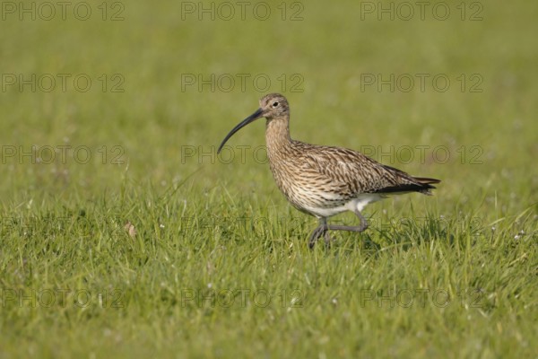 Foraging... Eurasian curlew (Numenius arquata), adult bird, walking, foraging through a wet meadow,