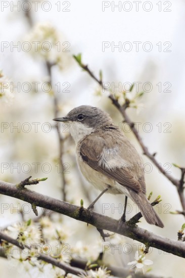 A hedge dweller... Rattling warbler (Sylvia curruca), native songbird sits in spring hunting for