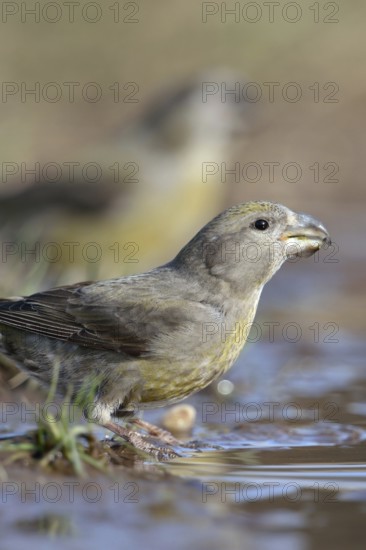 At the waterhole... Pine Crossbill (Loxia pytyopsittacus), a flock of rare Pine Crossbills have