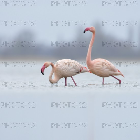 High in the north... Pink flamingo (Phoenicopterus roseus), three pink flamingos from the