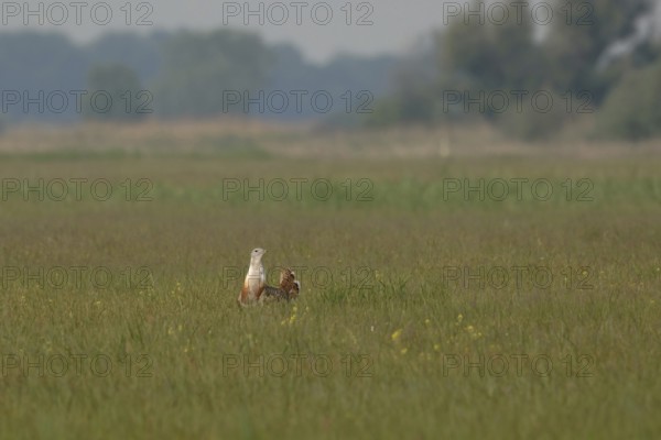 Steppe bird... Great Bustard (Ortis tarda), extremely rare, large native bird species, endangered,
