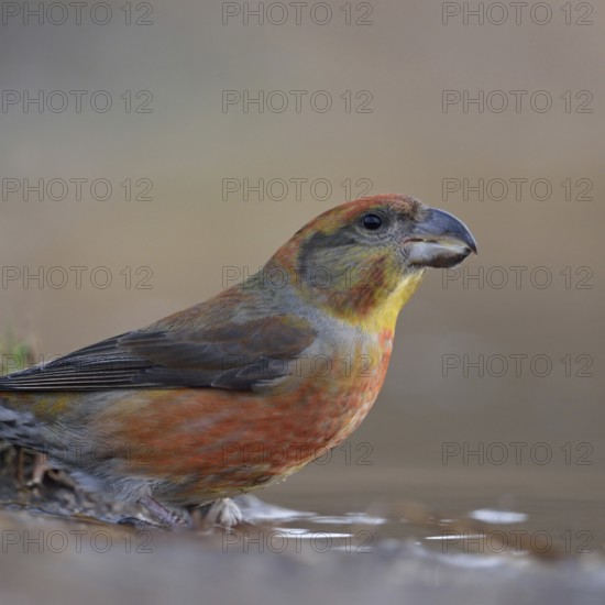 Pine crossbill (Loxia pytyopsittacus), colourful male drinks from a puddle of water, sits at a