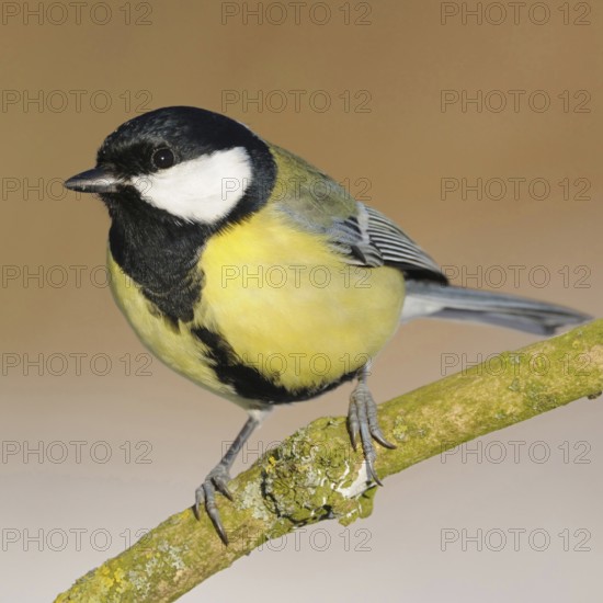 Probably the most common bird in our gardens... Great Tit (Parus major), male, recognisable by the