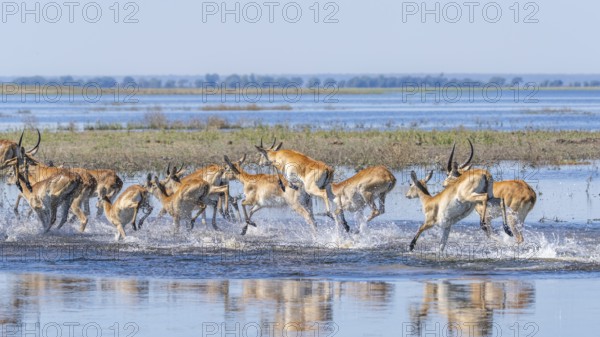 Red Lechwe herd, Kobus leche, running for crossing the Chobe river. Wild antelopes in natural