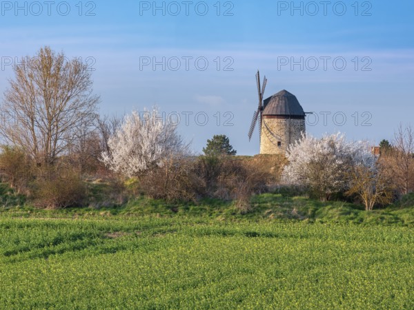 View over a green field and white flowering bushes to the tower windmill of Warnstedt, called