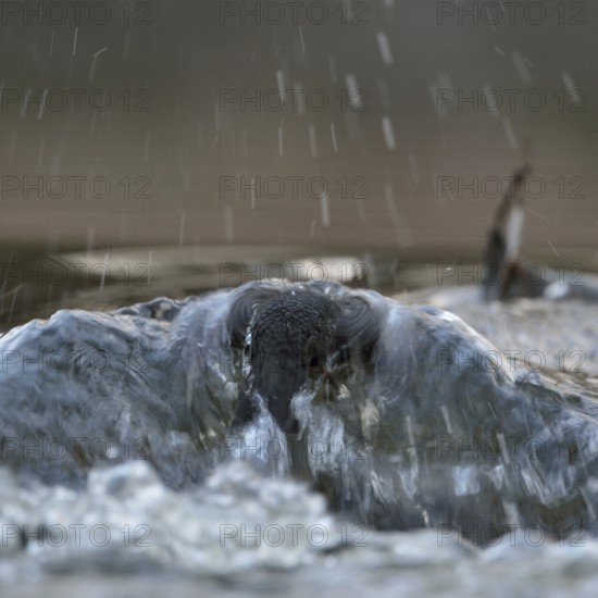 Against the current... White-throated Dipper (Cinclus cinclus) during a dive to search for food in