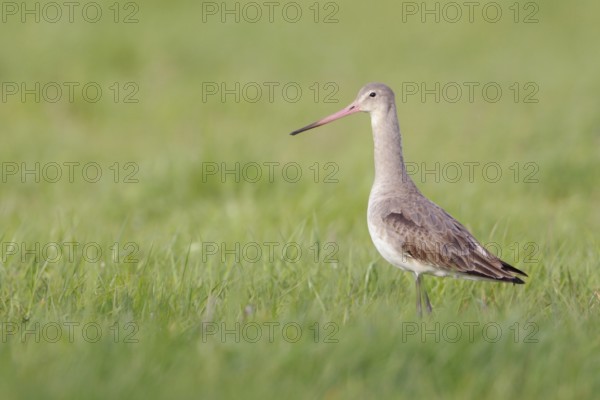 In a light-coloured dress... Black-tailed godwit (Limosa limosa), typical meadow limosa, wading