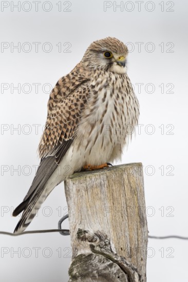 Kestrel (Falco tinnunculus), adult female in winter, the slightly fluffed up plumage protects