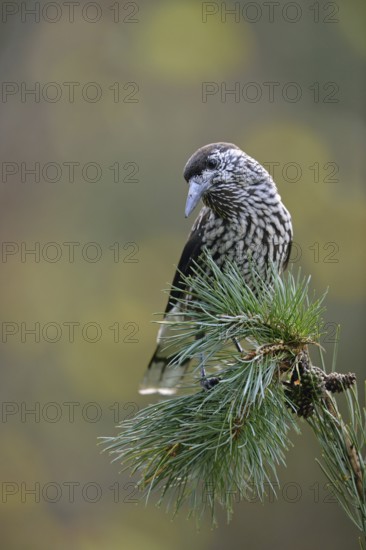 The nutcracker... Nutcracker (Nucifraga caryocatactes) sitting on the branch of a stone pine, stone
