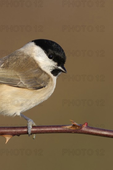 Resident bird... Marsh tit (Poecile palustris), relatively inconspicuous but pretty little tit,