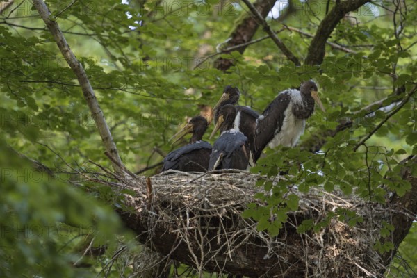 Cramped nest... Black stork (Ciconia nigra), Wood Stork, well-hidden eyrie in the crown of an old
