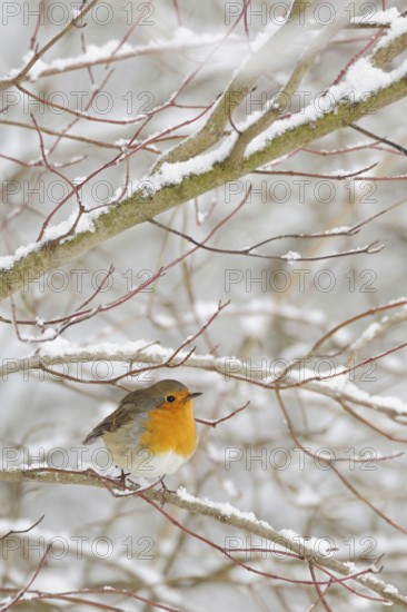 Robin (Erithacus rubecula) in winter, snow, sits thickly fluffed up up in snow-covered bushes, in