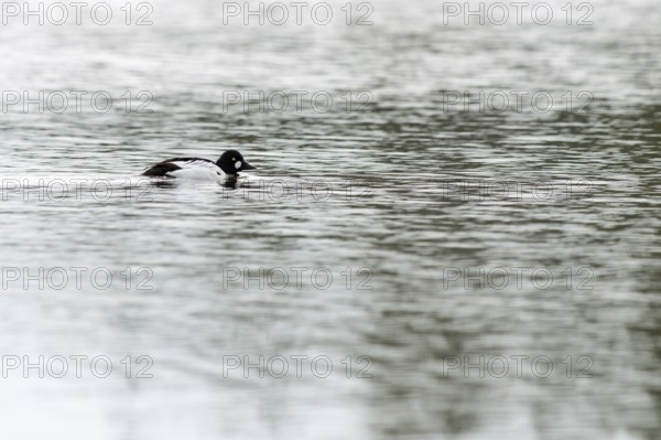 The drake... Common goldeneye (Bucephala clangula) in a magnificent plumage, breeding plumage,